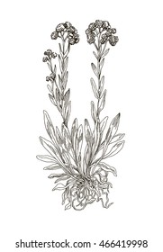 Helichrysum arenarium. Handdrawn botanical illustration. Vector. Health and Nature.