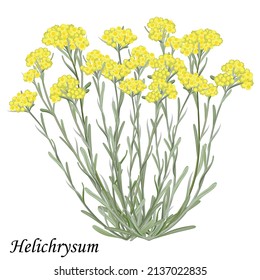 Helichrysum arenarium (immortelle, dwarf everlast) medicinal plant, vector realistic illustration.