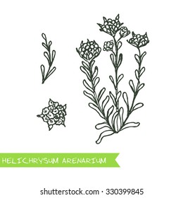 Helichrysum arenarium - Siberian herbs. Handdrawn Illustration - Health and Nature Set