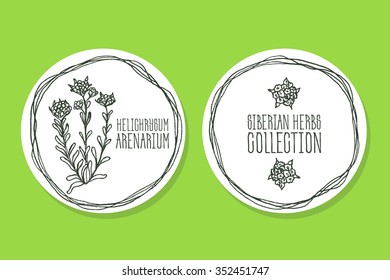 Helichrysum arenarium - Siberian herbs. Handdrawn Illustration - Health and Nature Set of Product Labels