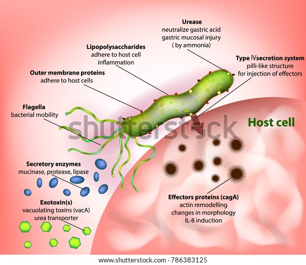 Helicobacter Pylori Campylobacter Pylori Virulence Factors 库存矢量图 免版税 786383125