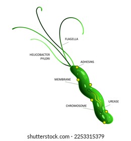 Estructura celular de Helicobacter pylori, incluyendo flagella, adhesinas, cromosoma, ureasa, membana. Ilustración del vector aislada en fondo blanco
