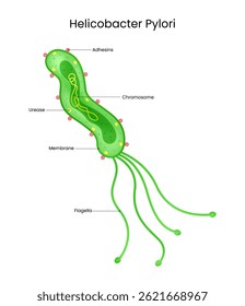 Helicobacter Pylori Detailed Diagram of Bacteria Structure