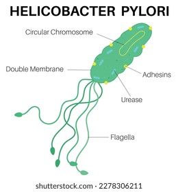 Helicobacter pylori (H. pylori) is bacteria infect your stomach.