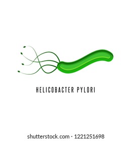 Helicobacter pylori illustration microaerophilic bacterium which infects various areas of the stomach and duodenum
