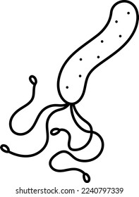 Helicobacter pylori isolated vector illustration.