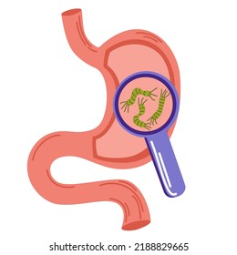 Helicobacter Pylori in the stomach. Bacteria under magnifying glass. Stomach diseases. Unhealthy stomach concept. Heartburn, illness, discomfort, pain. Flat vector illustration isolated on white 