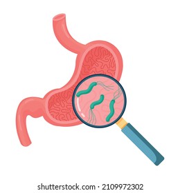 Helicobacter Pylori in the stomach. Stomach diseases. Bacterium with flagella that causes gastritis. Bacteria under magnifying glass. Vector illustration on white background