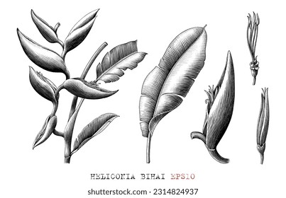 Heliconia bihai botanical hand draw vintage engraving style black and white clip art