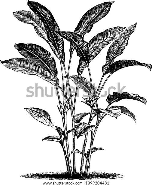 ヘリコニア科のヘリコニア ビハイは 通常1 5m以上の背の高い直立草本である 花は赤とオレンジで ビンテージ線画や彫刻イラスト のベクター画像素材 ロイヤリティフリー