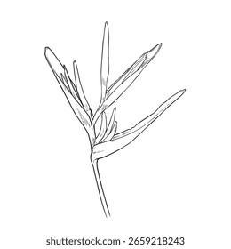 Heliconia Vector de dibujo de flores, pájaro de flores del paraíso. elemento para colorear libro, doodle floral realista.