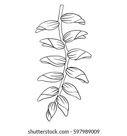 Heliconia flower hand drawn illustration Isolated on white background.
