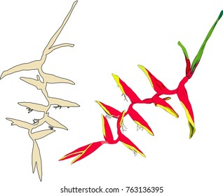 heliconia flower
 vector