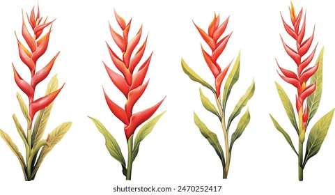 Heliconia flower watercolor painted collection, illustration isolated on white background.