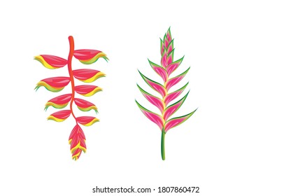 heliconia flower,Heliconia Flower closeup isolated Red and pink,Illustration of tropical heliconia flower