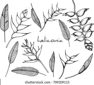 Heliconia Flower Drawing Images Stock Photos Vectors Shutterstock