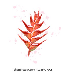 Heliconia flowers wild plantain, lobster claw, false bird-of-paradise flower, Heliconia rostrata . Hand drawn vector illustration on white background.