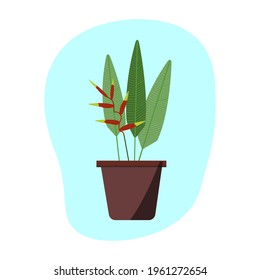 Heliconia plant in a clay pot. Isolated vector image in white background.