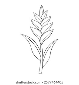 Heliconia rostrata flower doodle style line art. heliconia Hand drawn black and white. Tropical exotic plant foliage element for web graphic design poster tattoo Coloring page. Vector illustration