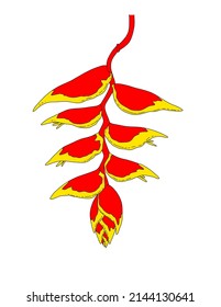 Heliconia rostrata. illustration of a beautiful tropical flower Heliconia rostrata in bright red and yellow flowers on white. isolated botanical plant vector, with black outline