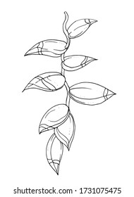 Heliconia tropical exotic flower blossom. Isolated vector botanical illustration: retro, vintage, hand drawn, black and white, outline. For wedding invitation, card, print, tattoo. Japanese style.