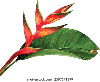 Heliconia Watercolor Painting - Red Tropical Flower with Green Leaf vector illustration