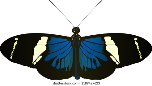 Heliconius cydno butterfly