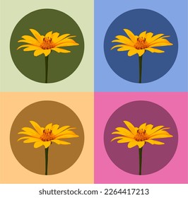 Heliopsis flowers. On different backgrounds. Vector drawing of flowers. Orange flower. 