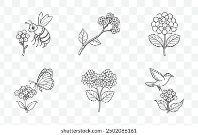 Heliotrope Line Art Vector Colección Ilustraciones botánicas elegantes y detalladas de flores y hojas de heliotropo