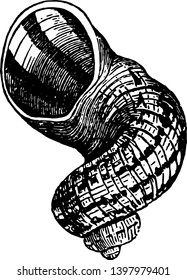 Helix Aspersa which they distinguished in categories according to the delicacy of their flesh vintage line drawing or engraving illustration.