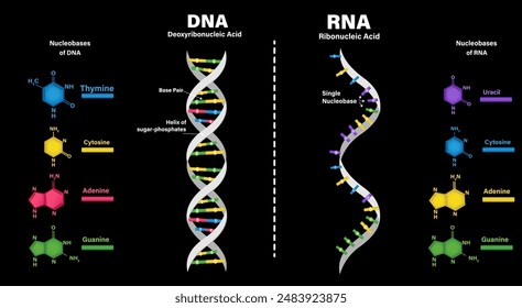 A ﻿comparison of the helix and base structure of RNA and DNA. Structure of DNA and RNA. Deoxyribonucleic acid. Ribonucleic acid. Difference between the nitrogenous bases of DNA and RNA.