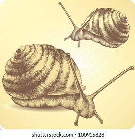 Helix pomatia, hand drawing. Vector illustration.