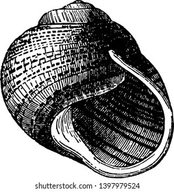 Helix Undulata which is tun bottomed classification of the genus Helix vintage line drawing or engraving illustration.