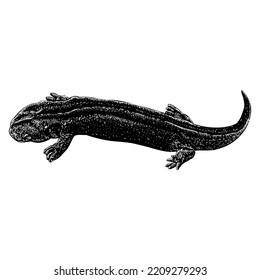 Hellbender hand drawing. Vector illustration isolated on white background