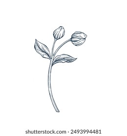 Hellebore botanical hand drawn Isolated vector illustration. Christmas flower sketch template for card design invitation, packaging, label, poster, party, holiday decor. Engraving style xmas banner