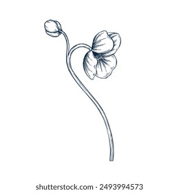 Hellebore botanical hand drawn Isolated vector illustration. Christmas flower sketch template for card design invitation, packaging, label, poster, party, holiday decor. Engraving style xmas banner