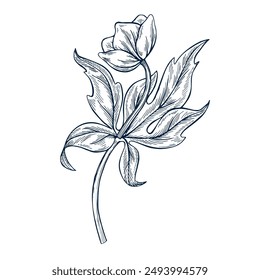 Hellebore botanical hand drawn Isolated vector illustration. Christmas flower sketch template for card design invitation, packaging, label, poster, party, holiday decor. Engraving style xmas banner