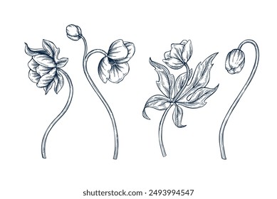 Hellebore botanical set hand drawn Isolated vector illustration. Christmas flower sketch template for card design invitation, packaging, poster, party, holiday decor. Engraving style xmas banner