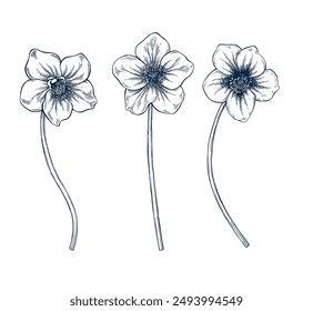 Hellebore botanical set hand drawn Isolated vector illustration. Christmas flower sketch template for card design invitation, packaging, poster, party, holiday decor. Engraving style xmas banner