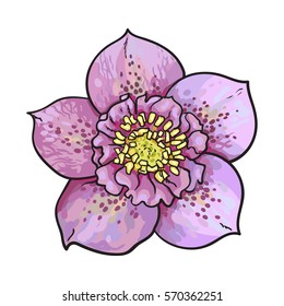 Hellebore, Christmas rose single purple flower, top view, sketch style vector illustration isolated on white background. Realistic hand drawing of hellebore, first spring flower