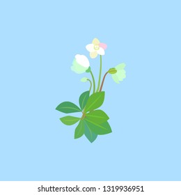 Hellebore Christmas Rose in snow in garden. Helleborus Flowers. White yellow flowers with green leaves foliage. Vector design illustration. 