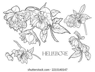 Hellebore flowers, the first spring flowering ranunculus. Spring floral motif. Clip art, elements for design. Outline vector illustration. In art nouveau style, vintage, botanical style