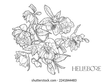 Hellebore flowers, the first spring flowering ranunculus. Spring floral motif. Clip art, elements for design. Outline vector illustration. In art nouveau style, vintage, botanical style