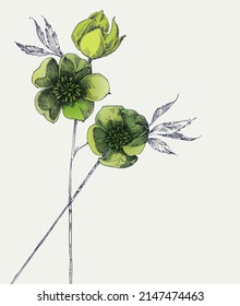 Hellebore flowers greeting card, invitation. Helleborus, Christmas rose or Lenten rose spring bloom