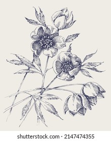 Hellebore flowers hand drawing. White Helleborus, Christmas rose or Lenten rose spring bloom