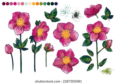 Hellebore Flowers vector line drawing. Drawn by a color line 