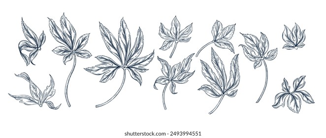 Hellebore leaf big set. Botanical hand drawn Isolated vector illustration. Leaf sketch template for card design invitation, packaging, label, poster, party, holiday decor. Engraving style collection