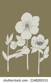 Hellebore outline. Flower black and white on a green background. Vector illustration