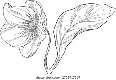 Hellebore Invierno Rosa Botánica Dibujo a mano Bosquejo | Elegante ilustración de flores de temporada