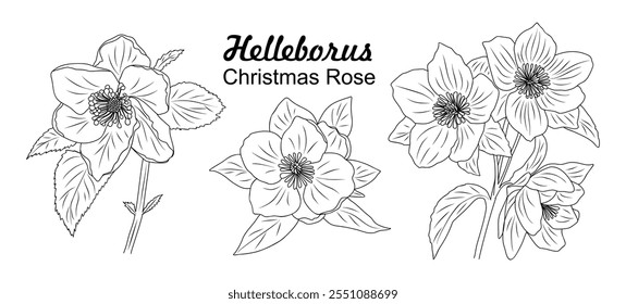 Helleborus, Christmas Rose flower line art drawing. Hand drawn black ink sketch. Modern design for tattoo, invitation, logo, cards, packaging. Vector  illustration isolated on white background.